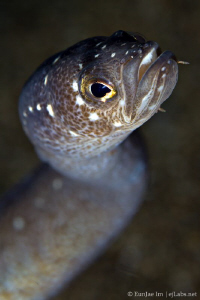 Garden eel closeup by Eunjae Im 